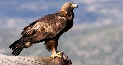 Golden eagle disappears in “suspicious" circumstances