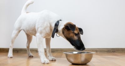 Intelligent dogs better at overcoming spatial bias, study finds