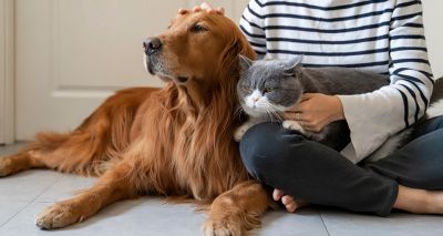 Pet owners more attached to dogs than cats, study suggests