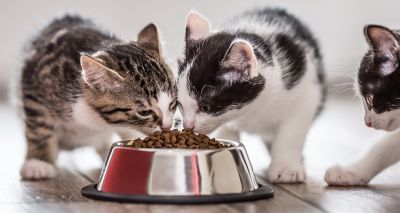 Scottish SPCA launches ‘Christmas dinner’ appeal