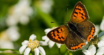 Butterfly population growing in Scotland