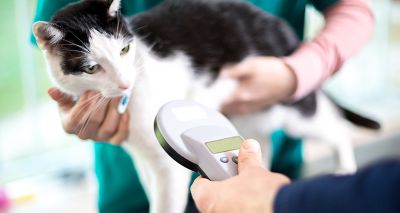 Battersea highlights importance of cat microchips
