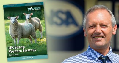 Sheep industry launches welfare strategy