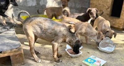 Charity feeds stray pets near Ukraine front-line