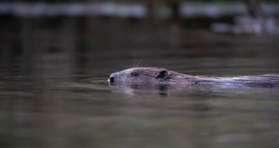 Beavers back in Cairngorms after 400 years
