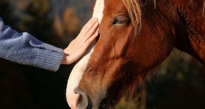 Online advice hub launched for horse owners