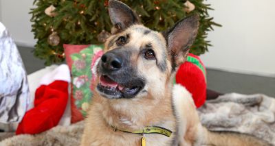 Dogs Trust prepares festive gifts for homeless dog owners