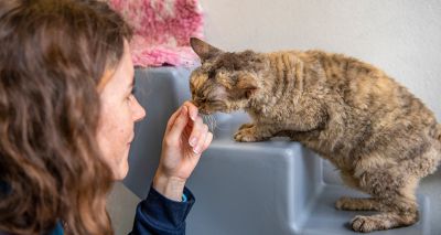 Battersea collaborates with iCatCare to improve cat welfare
