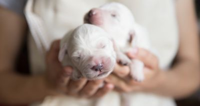 BVA and BSAVA call for tighter dog breeding laws