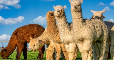 Gold standards needed for alpaca care, researchers say