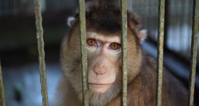 England to tighten pet primate laws