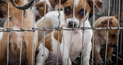 Penalty notices to be introduced for kept animal offences