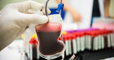 Blood bank not accepting XL bully donors