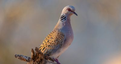 Nature reserve expanded to help save turtle doves