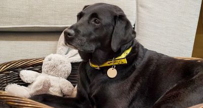 Labrador still UK’s favourite breed, Dogs Trust finds