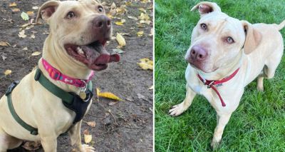 Staffies are most abandoned dog breed, RSPCA reveals