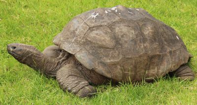 World’s oldest land animal celebrates 191st birthday