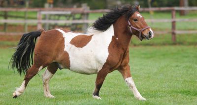 Experienced pony owners not preventing obesity, study finds