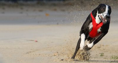 Coalition urges Welsh government to ban greyhound racing