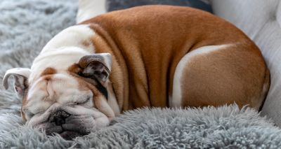 Flat-faced dogs suffer from more sleep issues, study finds