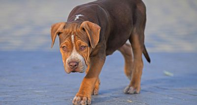 XL bully owners urged to register before next week’s ban