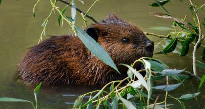 Sanctuary welcomes three beaver kits