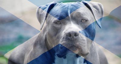 Scotland confirms plans to ban XL bully dogs