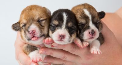 Vets demand tighter rules for canine fertility clinics
