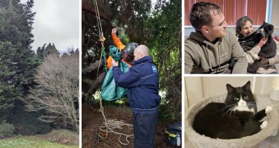 Tree surgeon saves cat from 60ft tree