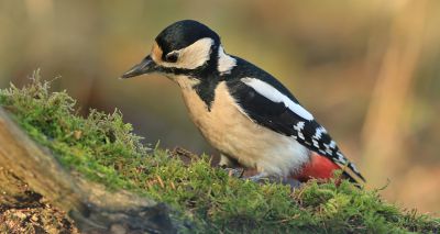Scotland’s changing bird species reveal climate change impact