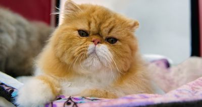 More pedigree cats in rescue centres, RSPCA says