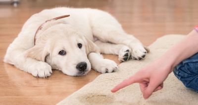 Study raises concerns about ‘pandemic puppy’ training methods