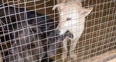 South Korea to ban dog meat