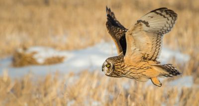 Short-eared owls show large degree of movement, study finds