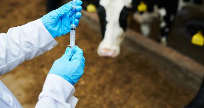 Antimicrobial use in dairy cows decreasing, report reveals