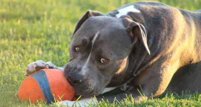 Charities offer financial support for XL bully neutering