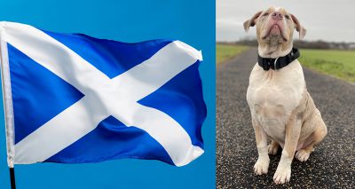 Scotland urgently reviewing XL bully policy