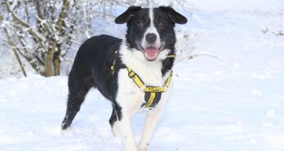 Dogs Trust warns of cold weather dangers