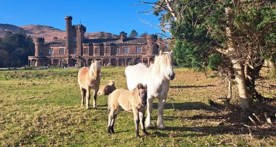 Nature reserve welcomes Highland pony foals