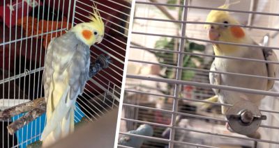 RSPCA searching for owner of singing cockatiel