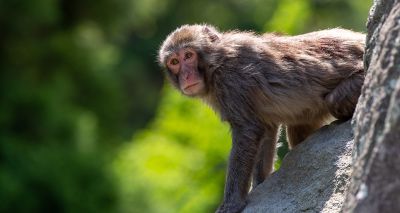Keepers search for escaped macaque in Scotland