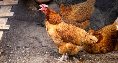 Humans can tell chickens’ moods by their clucks, study finds