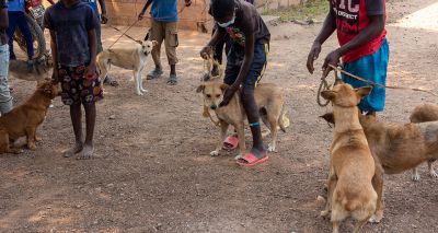 App could help fight rabies, study finds