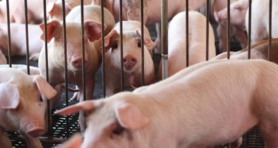 Illegal pork imports spark African swine fever concerns