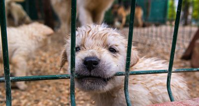 RSPCA advises Coronation Street on puppy farm story