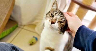 Battersea centre’s longest-stay cat finds home