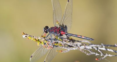 The colour of dragonflies change with seasons, study finds