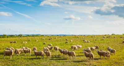 Bluetongue webinar released for vets