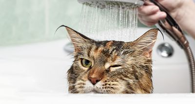Charity warns against giving cats baths