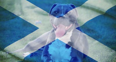 Scotland announces XL bully ban dates